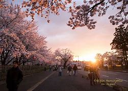 Image result for Yokohama Japan Attraction Pink