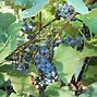 Image result for Concord Grapes