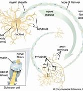 Image result for Nerve Cells in the Brain