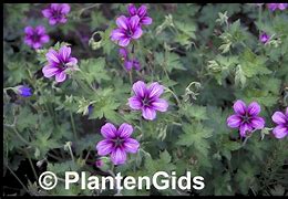 Image result for Geranium Sue Crûg