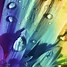 Image result for Rainbow-Coloured Flower