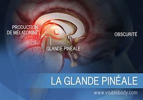 Image result for La Glande Pineale