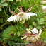 Image result for Rubus Buckingham Thornless