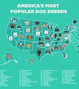 Image result for Top 10 Dog Breeds AKC