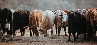 Image result for Common Cattle Diseases