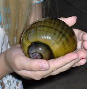 Image result for Black Apple Snail