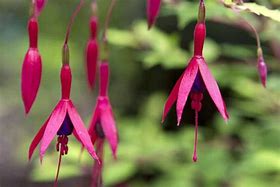 Image result for Fuchsia magellanica Aurea