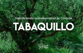 Image result for aktabaquillo