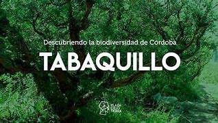 Image result for altabawuillo