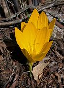 Image result for Sternbergia clusiana