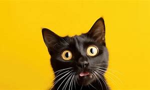 Image result for Surprise Cat