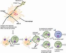 Image result for Memory Cell Biology