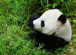 Image result for Singapore Zoo Giant Panda