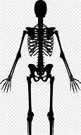 Image result for Upper Body Bone Vector