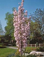 Image result for Prunus serrulata Amanogawa