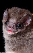Image result for Hairy-Legged Vampire Bat
