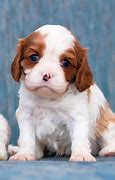 Image result for Cavalier King Charles Spaniel Puppies