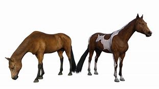 Image result for Wild Horses Pictures Free