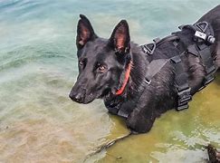 Image result for Search and Rescue Dogs