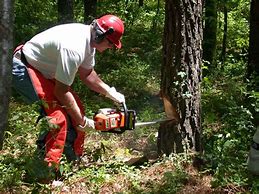 Image result for Chainsaw Cutting Wood