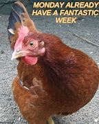 Image result for Monday Chicken Meme