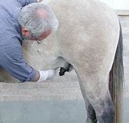Image result for Draft Horse Stallion Sheath