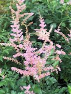 Image result for Astilbe Hennie Graafland (Simplicifolia-Group)