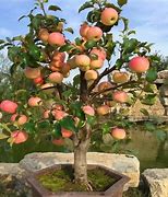 Image result for Types of Dwarf Apple Trees