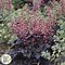 Image result for Heuchera Berry Timeless