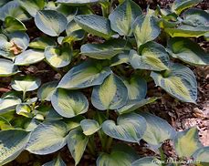 Image result for Hosta Doozy