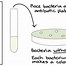 Image result for Recombinant DNA Cloning Using Bacterial Artificial Chromosome