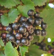 Image result for Locklear Muscadine Noble Muscadine Dry Locklear