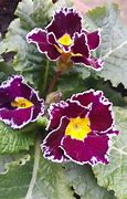 Image result for Primula auricula Lee Paul