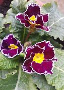 Image result for Primula auricula Quatro