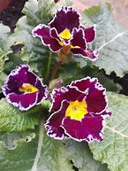 Image result for Primula auricula Rajah