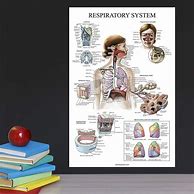 Image result for Large Anatomy Posters