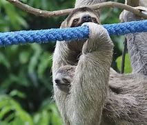 Image result for Sloth Race