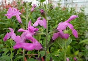 Image result for Salvia microphylla pink beauty