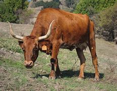 Image result for Botswana Cattle