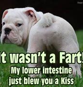 Image result for Fart Funny Dog Memes