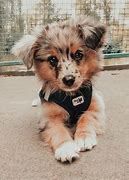 Image result for Baby Dog PFP