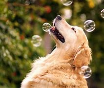 Image result for Cool Dogs Theme