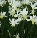 Bildergebnis für Narcissus Sailboat