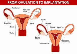 Image result for corpus luteum