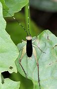 Image result for Hatched Crickets