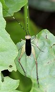 Image result for Live Crickets for Sale