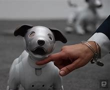 Image result for Aibo Old