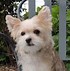 Image result for morkie