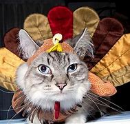 Image result for Thanksgiving Cat Images