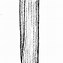 Image result for Phragmites australis
